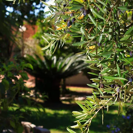 L'ulivo Girasole